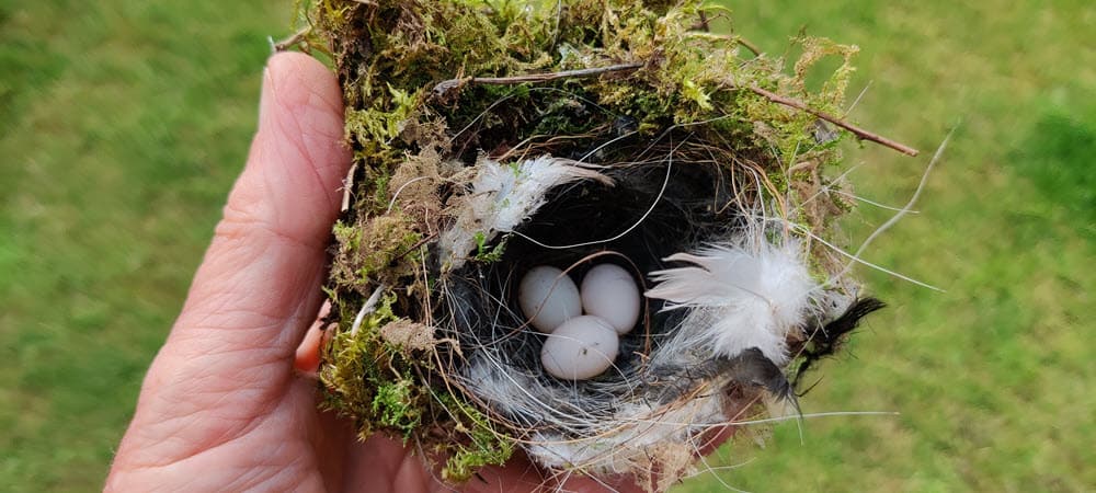 Bird eggs in the nest