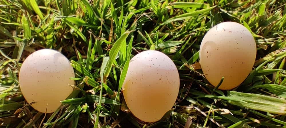 Bird eggs with different shade on top