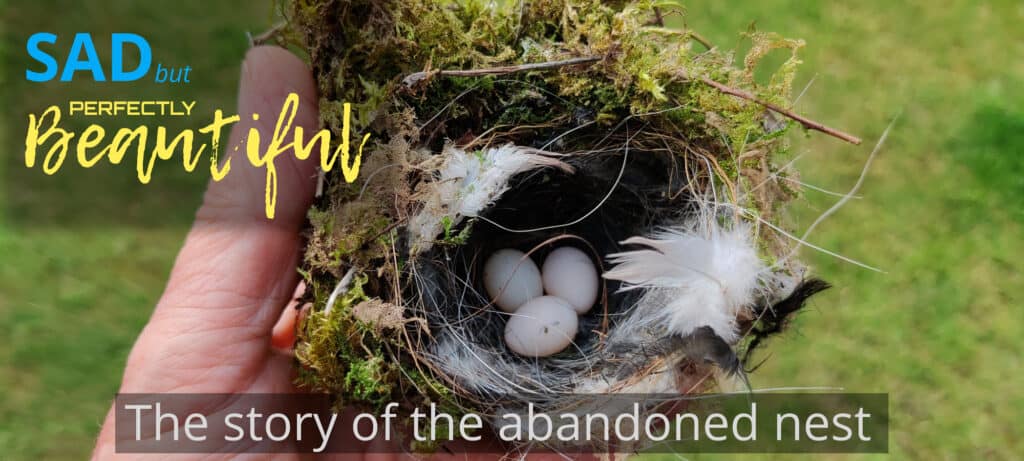 The Abandoned Bird’s Nest