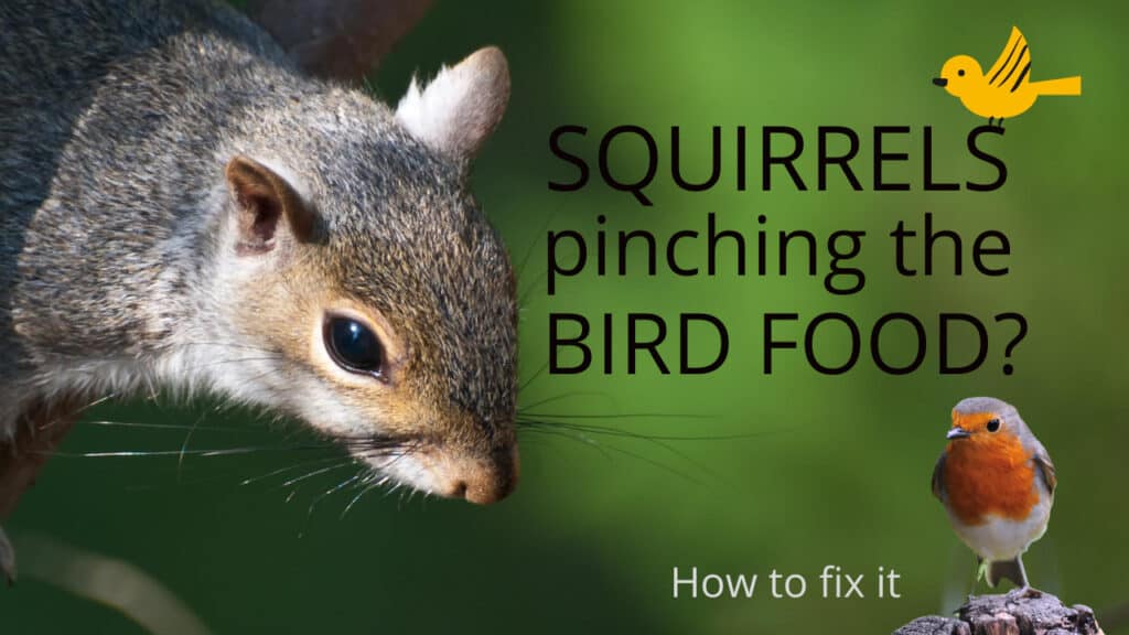 Squirrels stealing bird food