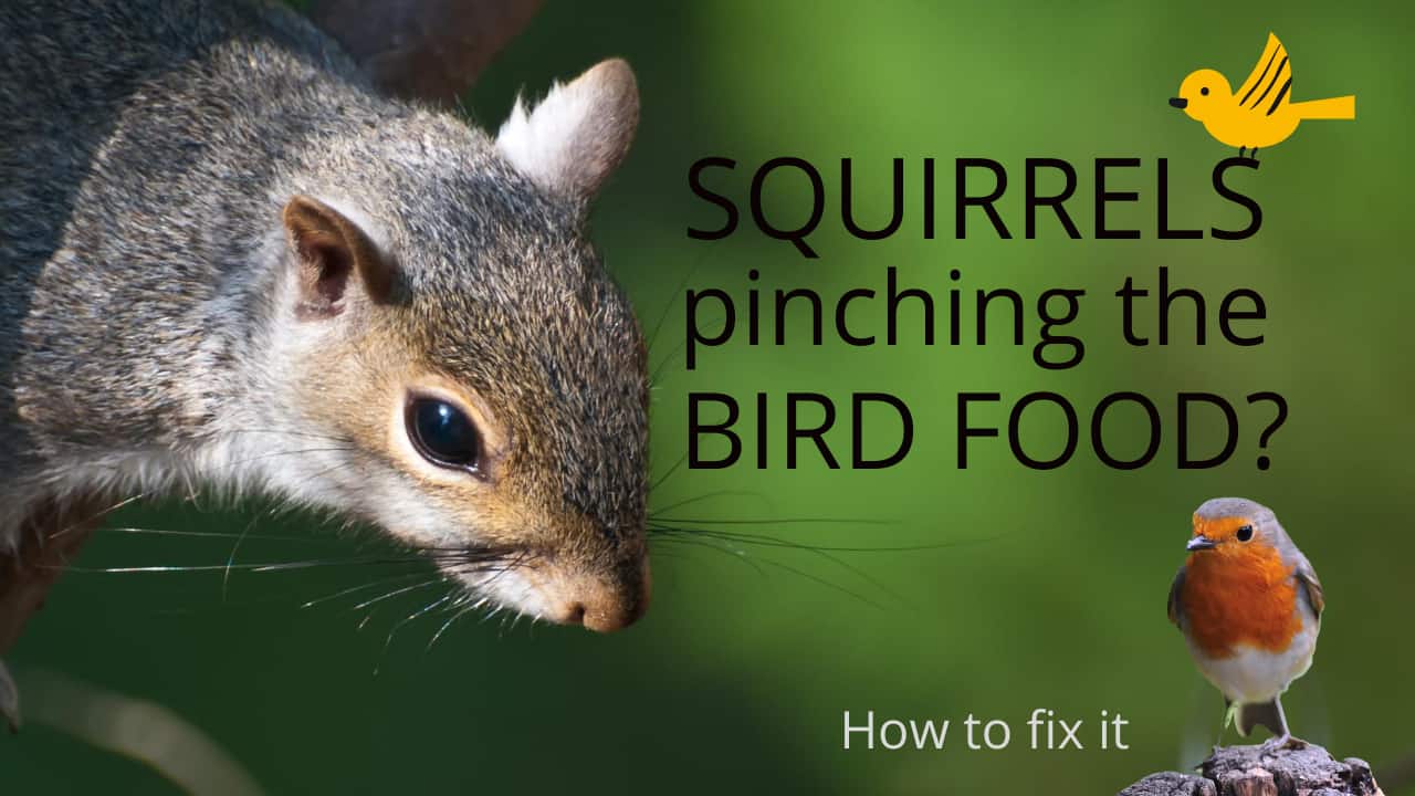 squirrel ban bird food